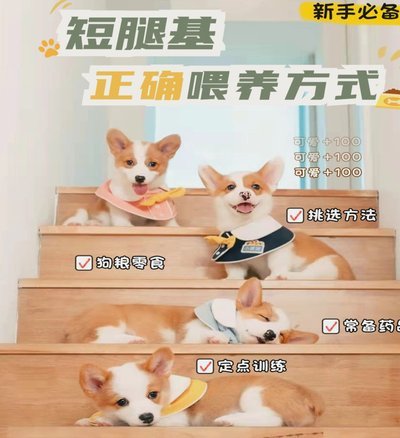 白条怎么套出来自己用新人必备
