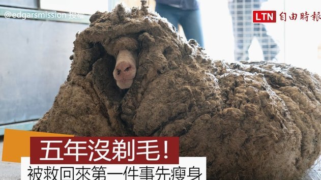 羊小咩额度申请指南