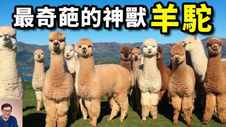 羊小咩秒到账全流程解析