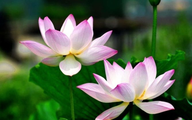 啥叫套花呗