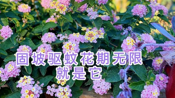 花呗使用平台 出来的钱