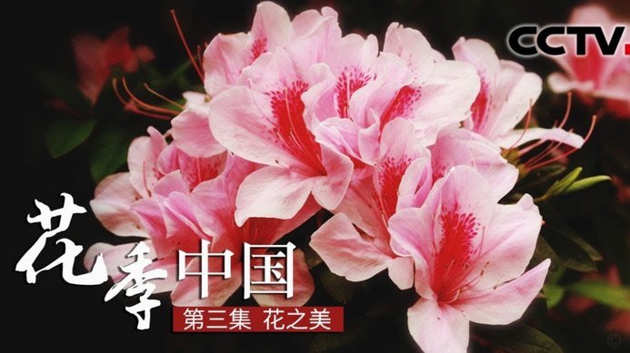花呗平台地址