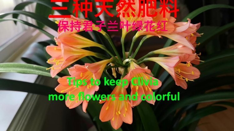 花卉资源置换与市场策略