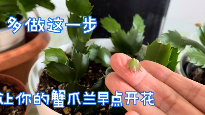 怎么套拿去花