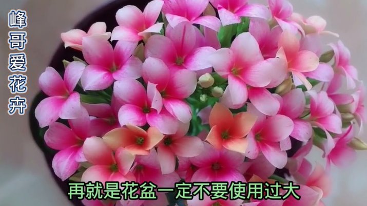 拿去花能套出来吗 哪里买