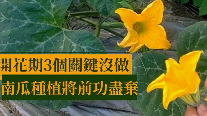 花被变现之道：理性看待高颜值装饰品