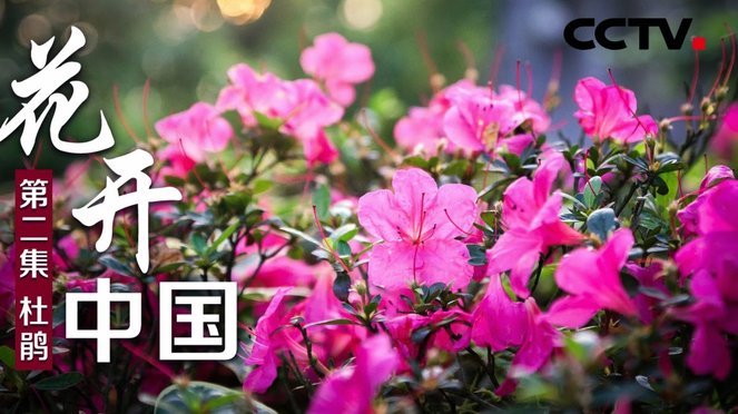 花呗平台号码